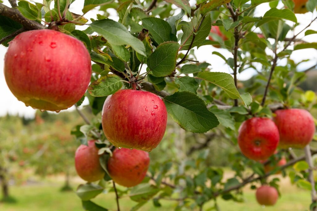 Beskära fruktträd